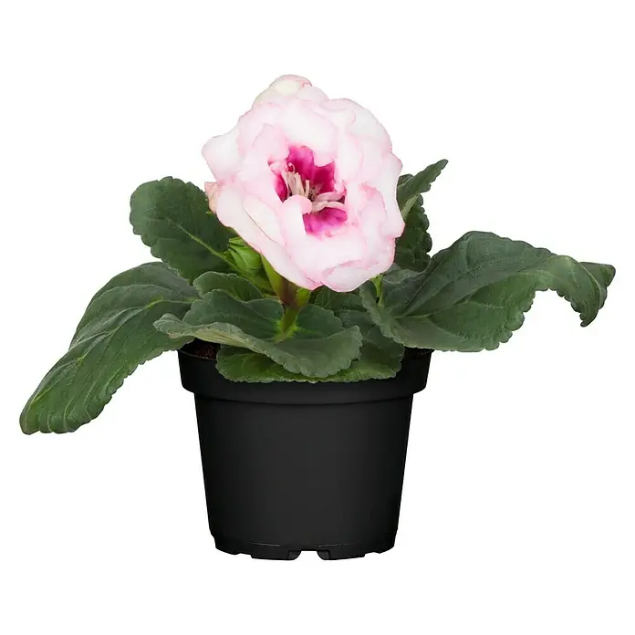 Piardino Falsche Gloxinie - Gloxinia speciosa, Dunkelrosa/Wei online  kaufen bei BAUHAUS