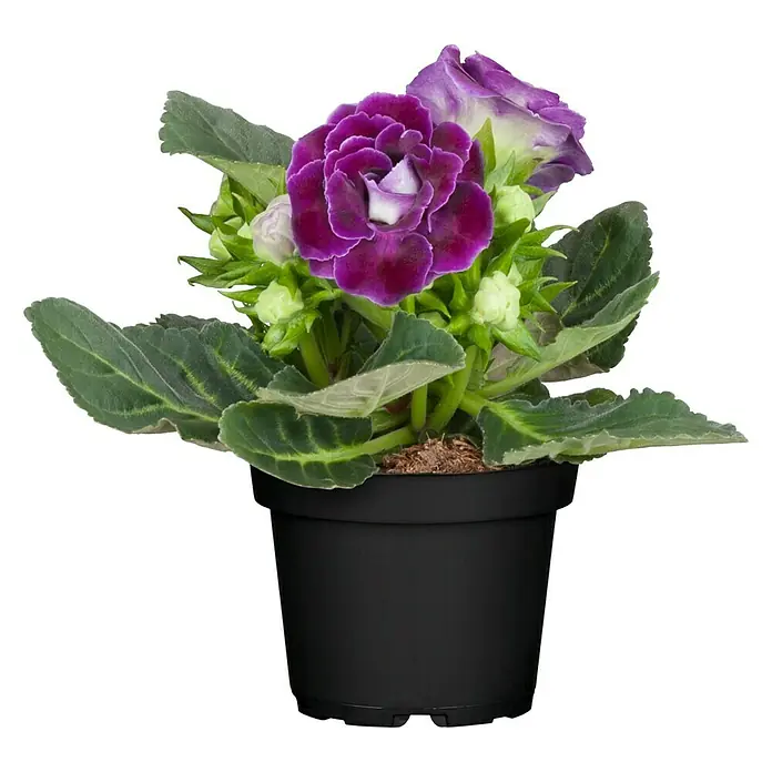 Piardino Falsche Gloxinie - Gloxinia speciosa, Dunkelrosa/Wei online  kaufen bei BAUHAUS