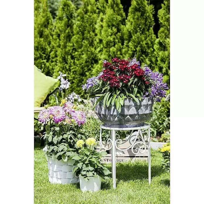 Piardino Garten-Bart-Nelke - Dianthus barbatus, Topfgröße: 19 cm - Stimmungsaufnahme