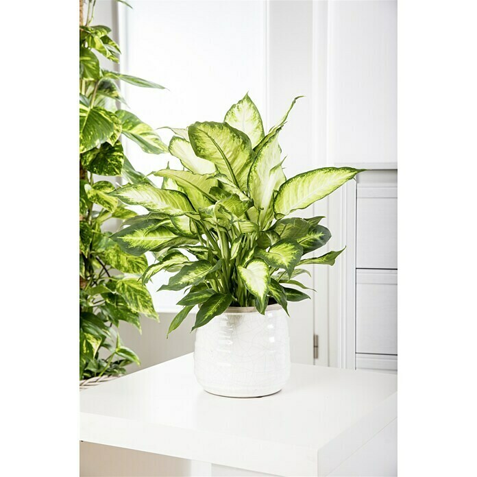 Piardino Pflanzen-Set Grünpflanzen (Verschiedene Sorten, Topfgröße: 17 cm)  | BAUHAUS