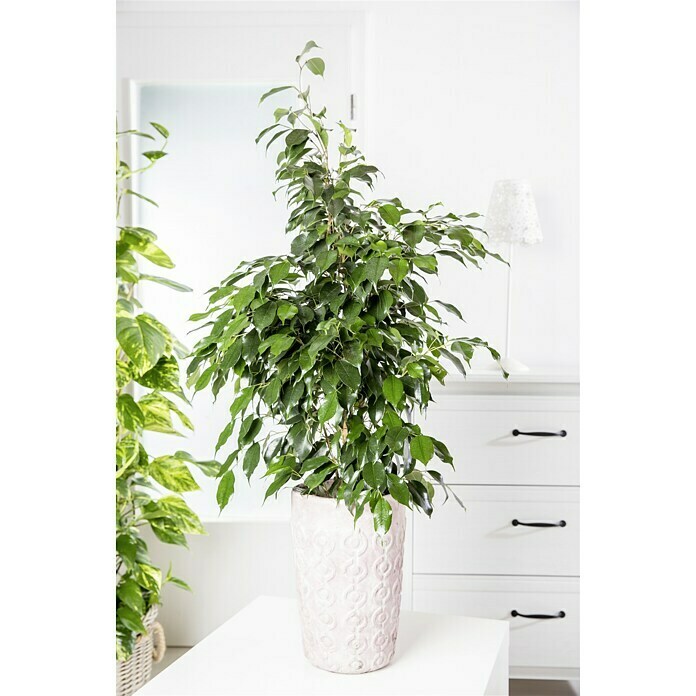 Piardino Pflanzen-Set Grünpflanzen | (Verschiedene 17 BAUHAUS Sorten, Topfgröße: cm)