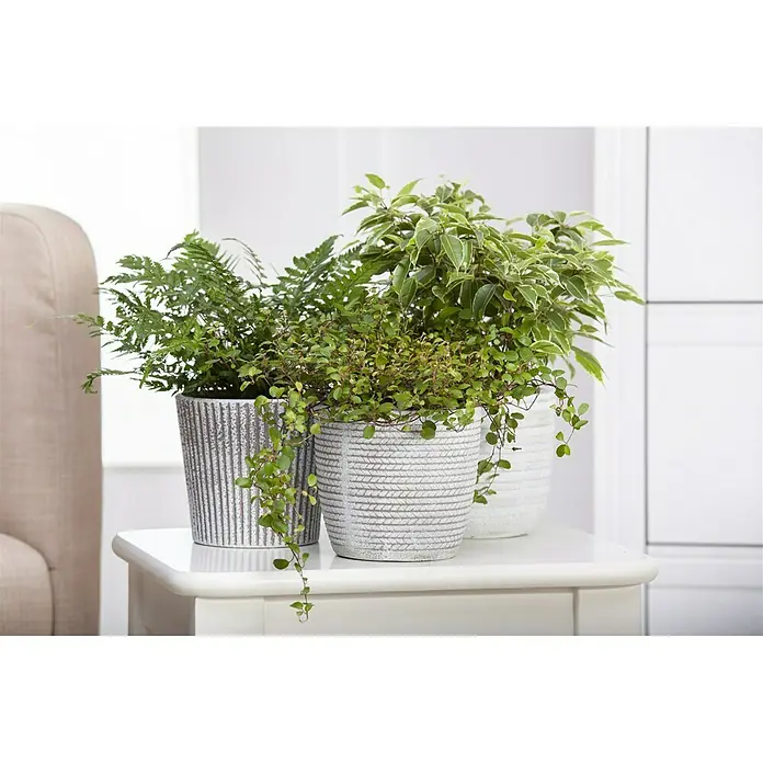 Piardino Pflanzen-MixGrünpflanzen verschiedene Sorten, Topfgröße: 17 cm - Zimmerpflanzen-Arrangement: Drei dekorative Blumentöpfe mit üppigem Grün auf einem weißen Tisch, ideal für eine frische Wohnatmosphäre.