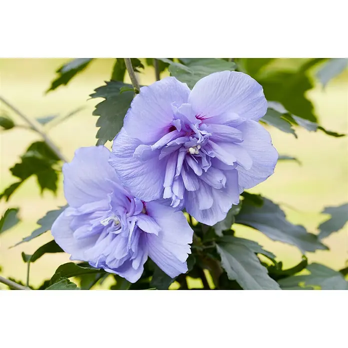 Piardino Garteneibisch - Hibiscus syriacus, Topfgröße: 19 cm, Blütenfarbe: Artenabhängig - Nahaufnahme von zwei wunderschönen, violetten Hibiskusblüten mit üppigem, grünem Laub im Hintergrund, die ihre Eleganz hervorheben.