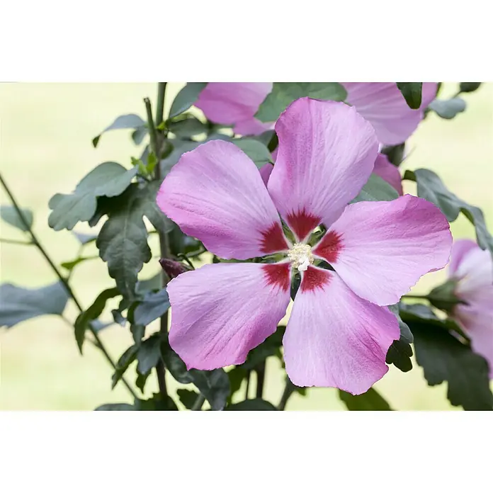 Piardino Garteneibisch - Hibiscus syriacus, Topfgröße: 19 cm, Blütenfarbe: Artenabhängig - Nahaufnahme einer blassrosa Hibiskusblüte mit dunkelrotem Zentrum, umgeben von grünen Blättern.