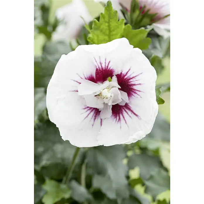 Piardino Garteneibisch - Hibiscus syriacus, Topfgröße: 19 cm, Blütenfarbe: Artenabhängig - Nahaufnahme einer einzelnen weißen Hibiskusblüte mit einem burgunderroten Zentrum und grünen Blättern im Hintergrund.