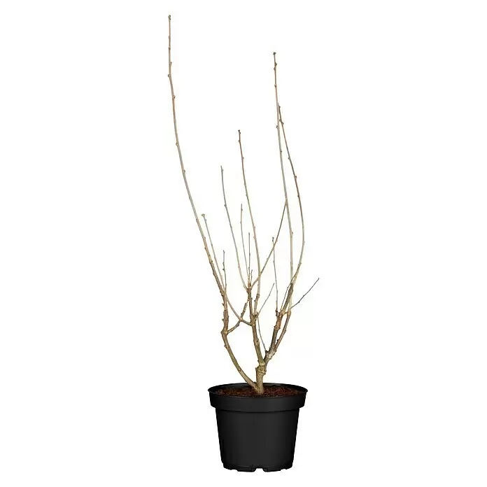Piardino Garteneibisch - Hibiscus syriacus, Topfgröße: 19 cm, Blütenfarbe: Artenabhängig - Vorderansicht