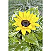 Piardino Sonnenblume