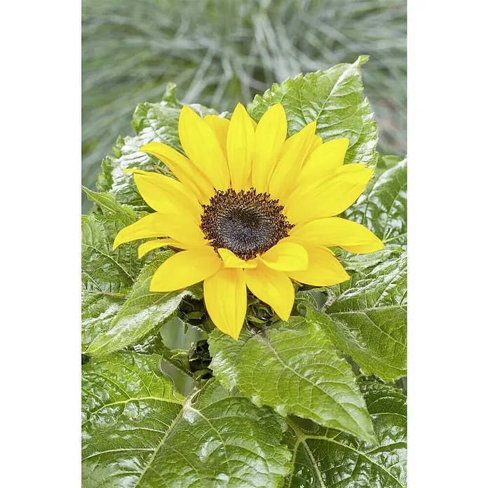Piardino Sonnenblume - Helianthus annuus, Topfgröße: 13 cm, Gelb - Nahaufnahme einer leuchtend gelben Sonnenblume mit einem dunklen Zentrum, umgeben von üppigem grünen Laub.