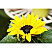 Piardino Sonnenblume