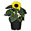 Piardino Sonnenblume