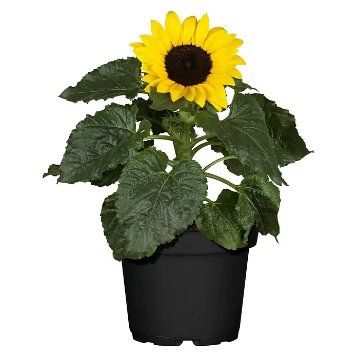 Piardino Sonnenblume - Helianthus annuus, Topfgröße: 13 cm, Gelb - Nahaufnahme einer Topfsonnenblume mit leuchtend gelben Blütenblättern und einem dunklen Zentrum, die in einem schwarzen Topf sitzt.
