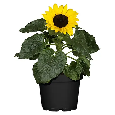 Piardino  Girasol
