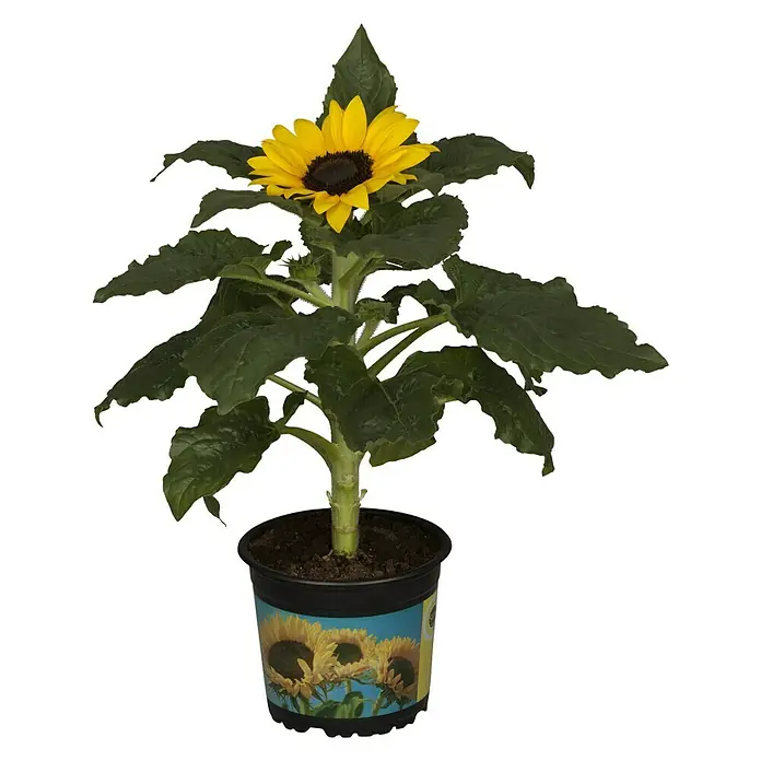 Piardino Girasol - Helianthus annuus, Tamaño de maceta: 13 cm, Amarillo - Girasol en maceta con pétalos amarillos brillantes y un centro oscuro, un complemento encantador para cualquier habitación.