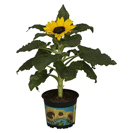 Piardino Sonnenblume