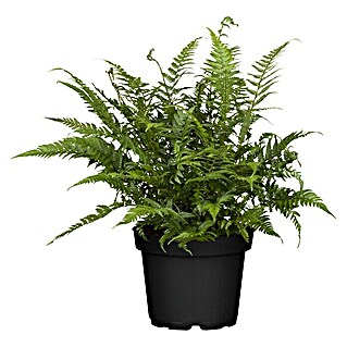 Piardino Farn (Gartenfarne winterhart, Topfgröße: 15 cm)