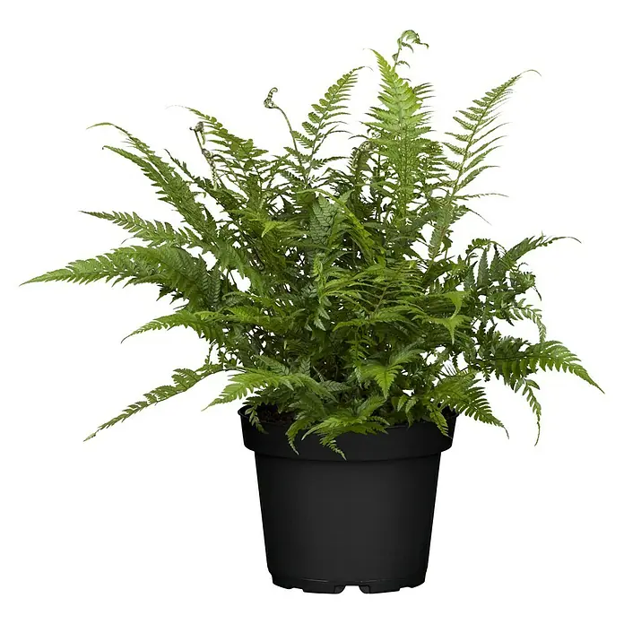 Piardino Farn - Gartenfarne winterhart, Topfgröße: 15 cm - Üppiger grüner Schwertfarn in einem schwarzen Topf, ideal für Innenräume und zur Dekoration von Wohnräumen.