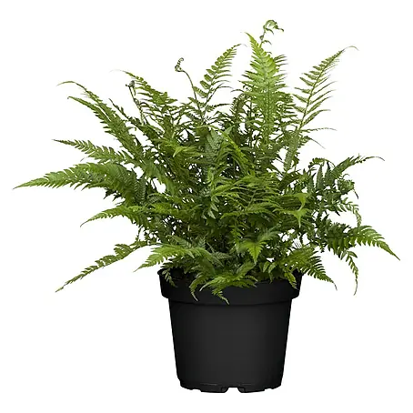 klobürste kaktus Klobürste aus Buchenholz mit Naturborsten kaufen main image 0