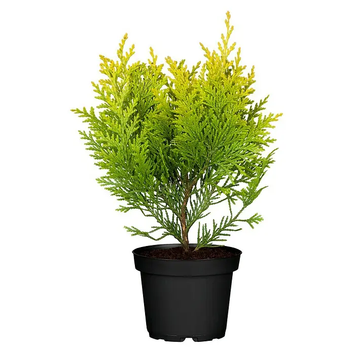 Piardino Tuya occidental - Thuja occidentalis 'Smaragd', 5 l - Una conífera Goldcrest de hoja perenne en una maceta, perfecta para uso interior o exterior. Acento decorativo para cualquier jardín o espacio habitable.