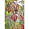 Parthenocissus in Sorten 2