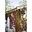 Parthenocissus in Sorten 2