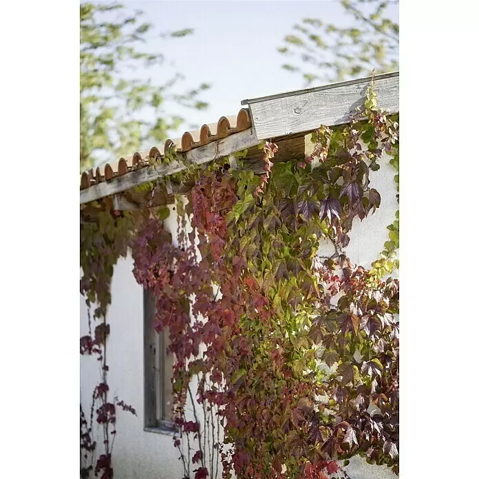Piardino Wilder Wein - Parthenocissus, Topfgröße: 21 cm - Stimmungsaufnahme