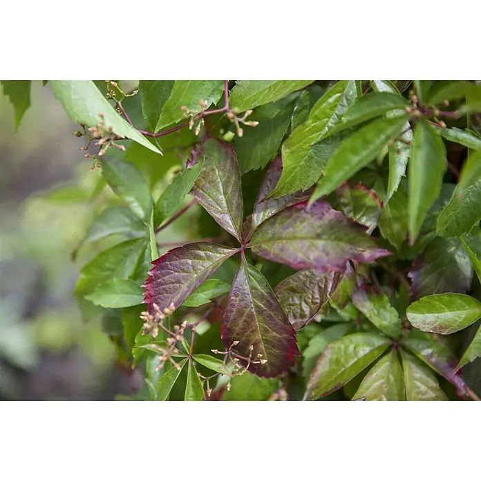 Piardino Wilder Wein - Parthenocissus, Topfgröße: 21 cm - Nahaufnahme von farbenfrohen Blättern und Knospen einer Kletterpflanze, die sich an einer Oberfläche emporwindet.