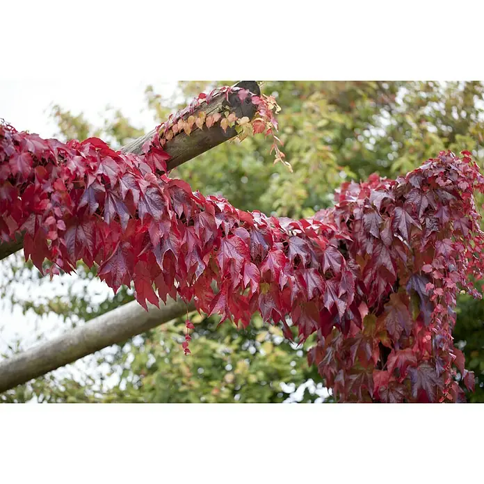 Piardino Wilder Wein - Parthenocissus, Topfgröße: 21 cm - Rotlaubige Jungfernrebe windet sich um eine Pergola und bietet im Herbst eine atemberaubende Farbenpracht mit leuchtend roten Blättern.