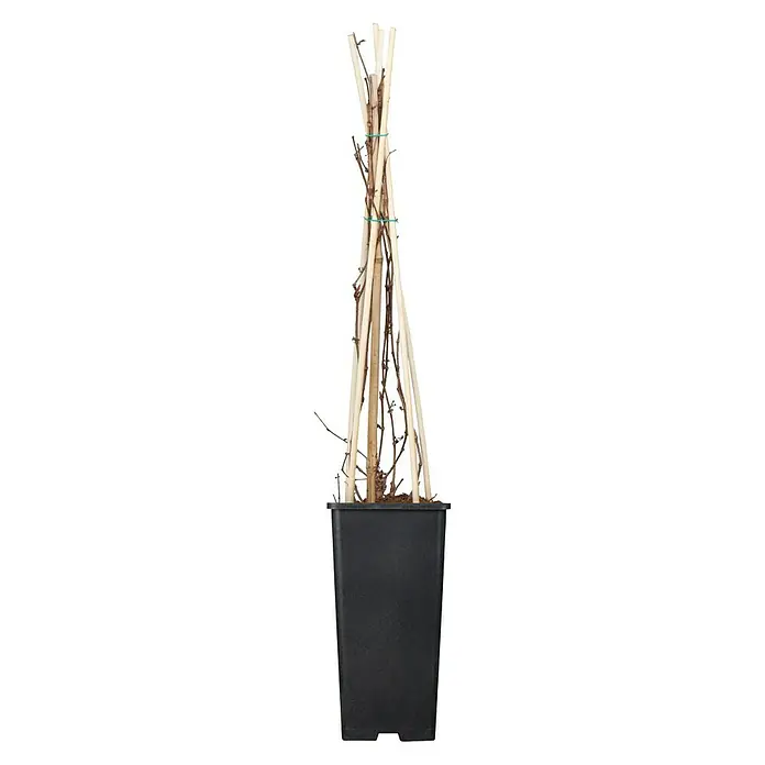 Piardino Wilder Wein - Parthenocissus, Topfgröße: 21 cm - Pflanze mit Rankhilfe in einem schwarzen Topf. Die Rankhilfe besteht aus Holzstäben und unterstützt das Wachstum der Pflanze.