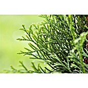 Thuja occidentalis 13 Smaragd