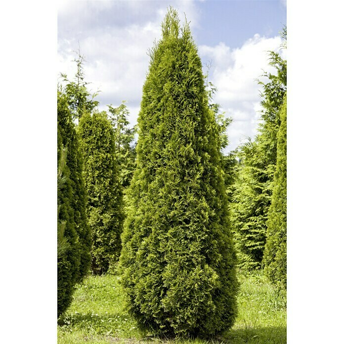 Thuja occidentalis 13 Smaragd