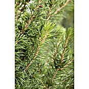 Picea glauca 13 Conica