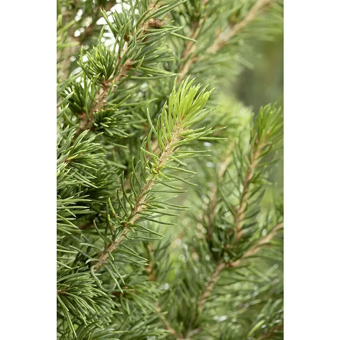 Piardino Zuckerhut-Fichte Conica - Picea glauca 'Conica', Topfgröße: 13 cm - Nahaufnahme von grünen Tannenzweigen mit Nadeln, die eine ruhige und natürliche Textur für dekorative oder saisonale Designs bieten.