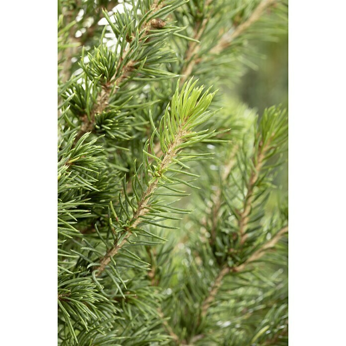 Piardino Zuckerhut-FichtePicea glauca 'Conica', Topfgröße: 13 cm Mood Shot