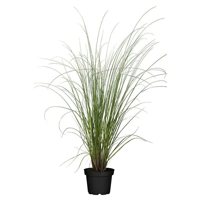 Piardino Pampasgras - Cortaderia selloana, Topfvolumen: 5 l, Grau/Grün - Ein dekoratives Ziergras im Topf, perfekt für die Innenraumgestaltung und zur Aufwertung jedes Wohnraums mit einem Hauch von Grün.