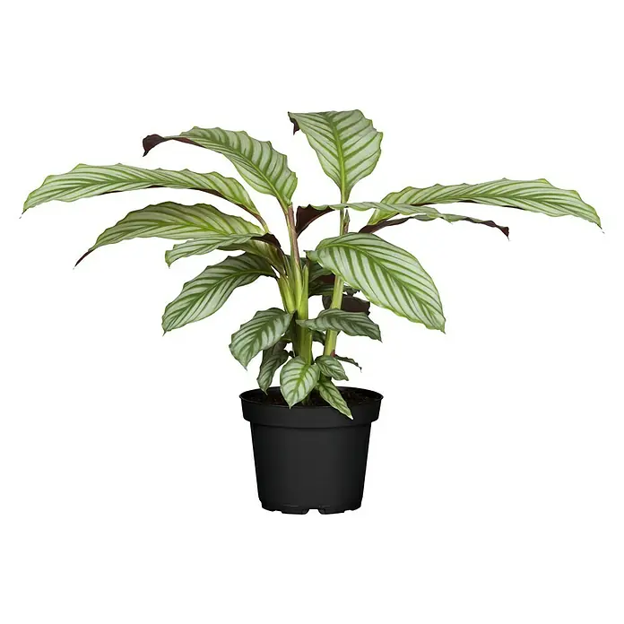 Piardino Korbmarante verschiedene Sorten - Calathea Hybriden, Topfgröße: 12 cm, Dunkelgrün/Purpurrot - Eine Calathea Ornata-Pflanze in einem schwarzen Topf. Die Blätter sind grün und weiß gestreift.