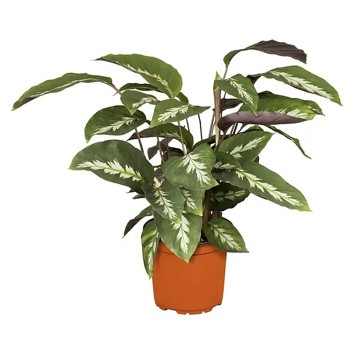 Piardino Korbmarante verschiedene Sorten - Calathea Hybriden, Topfgröße: 12 cm, Dunkelgrün/Purpurrot - Die Calathea 'White Star' ist eine elegante Zimmerpflanze mit attraktiven, weiß gestreiften Blättern in einem Terrakottatopf.