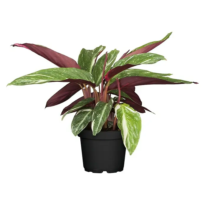 Piardino Korbmarante verschiedene Sorten - Calathea Hybriden, Topfgröße: 12 cm, Dunkelgrün/Purpurrot - Eine Zimmerpflanze namens Ctenanthe setosa 'Grey Star' in einem schwarzen Topf. Die Pflanze hat längliche, grün-weiß gestreifte Blätter und rote Blattunterseiten.