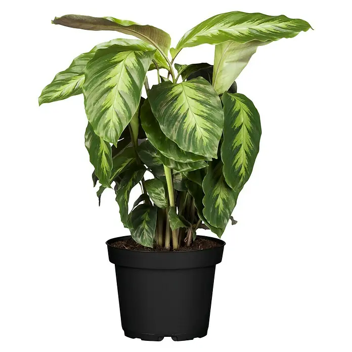 Piardino Korbmarante verschiedene Sorten - Calathea Hybriden, Topfgröße: 12 cm, Dunkelgrün/Purpurrot - Eine Calathea ornata Zimmerpflanze in einem schwarzen Topf mit dekorativen, gestreiften Blättern, die jedem Raum einen Hauch von Eleganz verleiht.