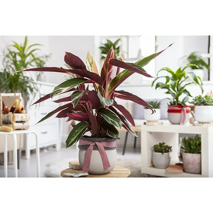 Piardino Korbmarante verschiedene Sorten - Calathea Hybriden, Topfgröße: 12 cm, Dunkelgrün/Purpurrot - Zimmerpflanze mit roten und grünen Blättern in einem Topf mit Schleife, verleiht jedem Raum eine lebendige Note.