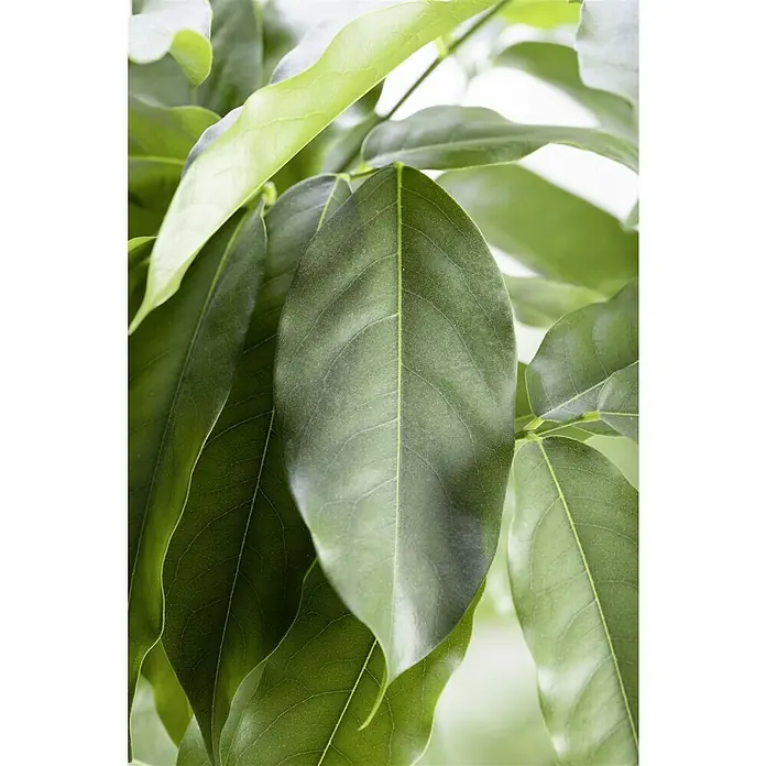 Piardino Castaño de Australia - Castanospermum australe, Tamaño de maceta: 12 cm - Una vista de cerca de hojas verdes muestra la textura y la exuberante vegetación del follaje, ideal para amantes del jardín o de las plantas.