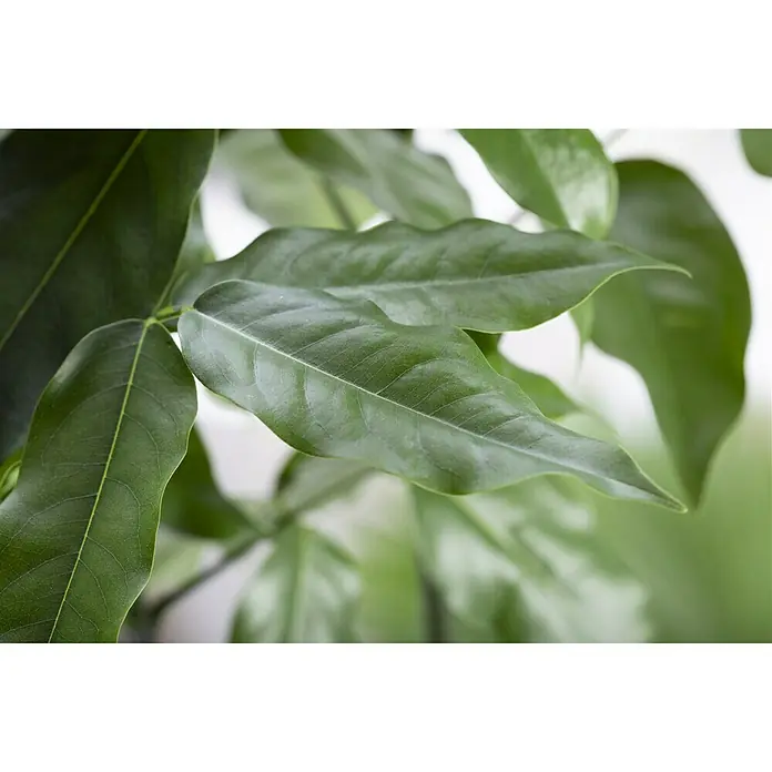 Piardino Castaño de Australia - Castanospermum australe, Tamaño de maceta: 12 cm - Primer plano de hojas verdes y brillantes de una planta de interior, que aporta frescura y vida a cualquier espacio.