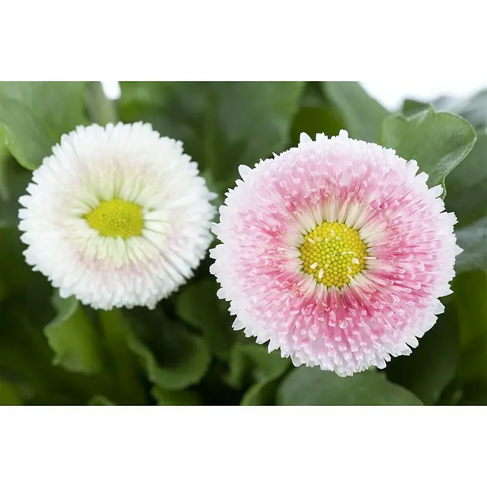Piardino Gänseblümchen - Bellis perennis, Topfgröße: 11 cm - Nahaufnahme zweier Bellis-Blüten in Weiß und Rosa, umgeben von grünen Blättern, die die feinen Details und Farben der Blumen hervorheben.