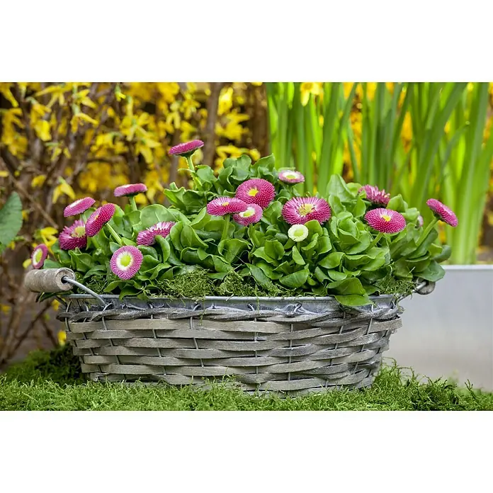 Piardino Gänseblümchen - Bellis perennis, Topfgröße: 11 cm - Ein Korb mit einer bunten Auswahl an Bellis-Blüten in Rosa und Grün, die eine charmante und frühlingshafte Dekoration darstellen.