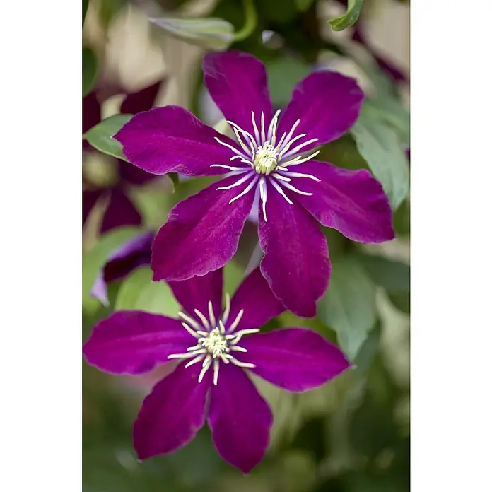 Piardino Waldrebe - Clematis Hybride, Rot - Nahaufnahme von zwei leuchtend purpurfarbenen Clematis-Blüten mit filigranen Staubgefäßen, die Eleganz und natürliche Schönheit ausstrahlen.