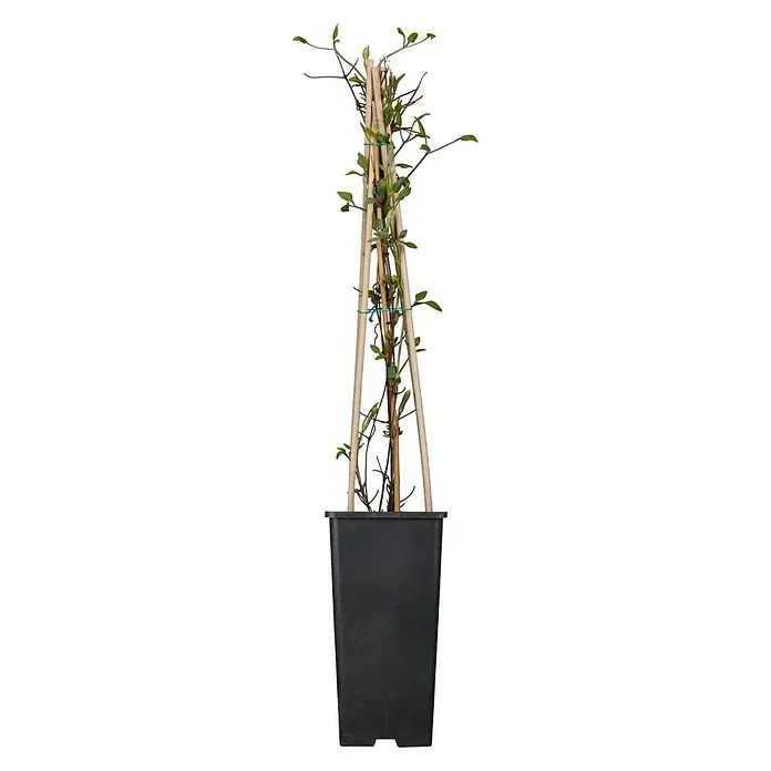 Piardino Waldrebe - Clematis Hybride, Rot - Kletterpflanze im Topf, unterstützt von einem Holzgestell, ideal für vertikale Gärten und Balkone.