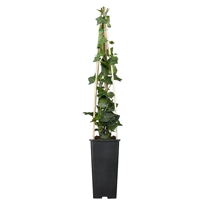 Piardino EfeuHedera helix "buntlaubig"
