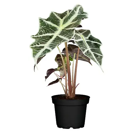 Piardino  Alocasia odora