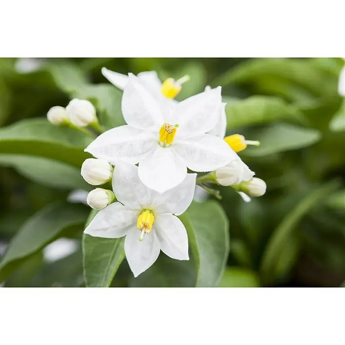 Piardino Jasminblütiger Nachtschatten - Solanum jasminoides, Topfgröße: 27 cm, Weiß - Nahaufnahme von weißen Bittersüß-Nachtschattenblüten mit gelben Staubgefäßen und grünen Blättern, die die Schönheit der Natur zeigen.