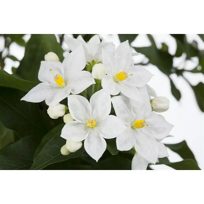 Piardino Jasminblütiger Nachtschatten - Solanum jasminoides, Topfgröße: 27 cm, Weiß - Nahaufnahme von leuchtend weißen Solanum-Jasminoides-Blüten mit gelben Staubgefäßen und grünen Blättern.