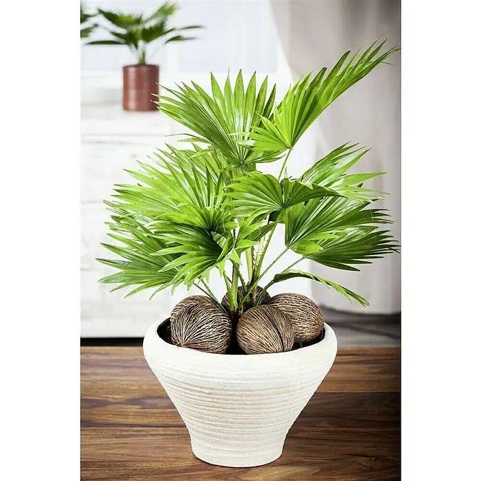 Piardino FächerpalmeLivistona chinensis, Topfgröße: 24 cm - Zimmerpflanze: Eine strahlende Zwergpalme in einem weißen Topf mit dekorativen Samenkapseln, die auf einem eleganten Holztisch steht.